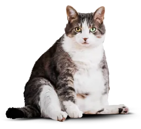 Толстый кот